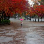 雨の街並み、心に染みる音楽、そして大人のリアルな恋。『よく奢ってくれる綺麗なお姉さん』が描く極上の世界観と美学